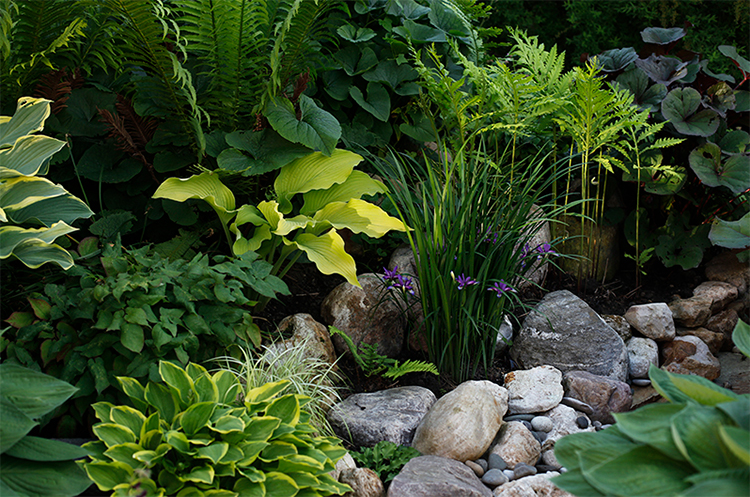 Grass-leafed Iris, Iiris kõrrelislehine